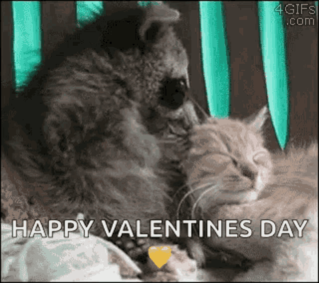 a raccoon is kissing a kitten on valentine 's day while the kitten is sleeping .
