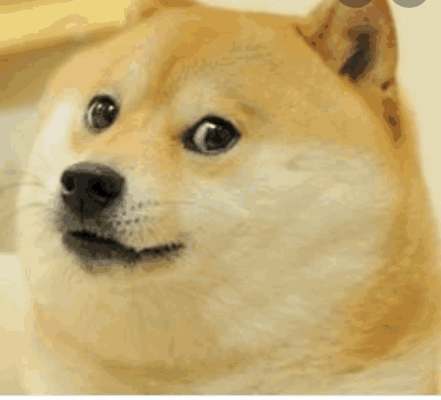 a doge is looking at the camera with a surprised look on his face .