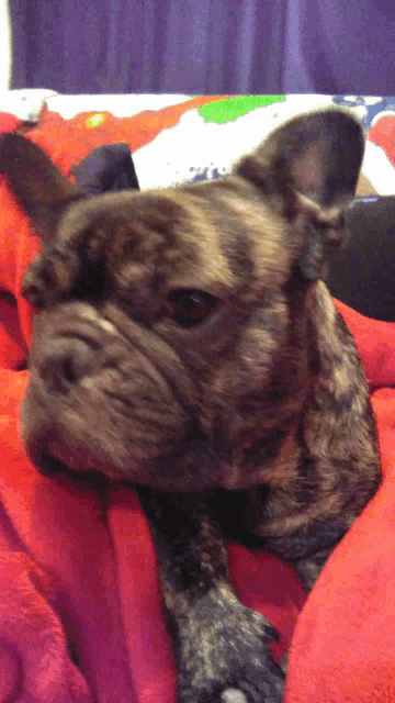 a close up of a dog laying on a bed