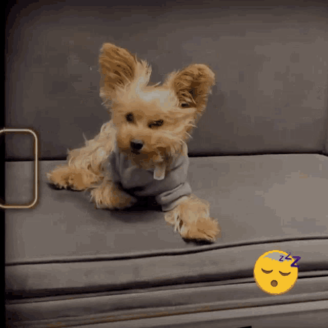 a small brown dog is laying on a couch next to a sleeping face