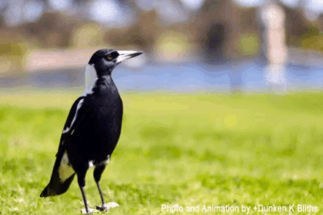 a black and white bird standing in the grass with the words photo and animation by dunken k bliths below it