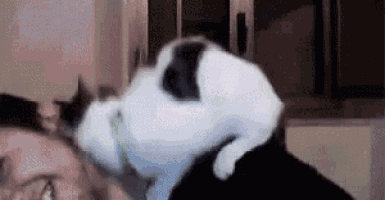 a black and white cat is sitting on a person 's shoulder .