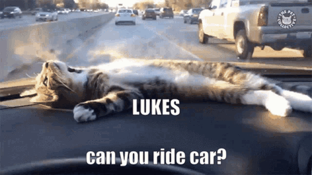 a cat is laying on the dashboard of a car asking lukes can you ride car