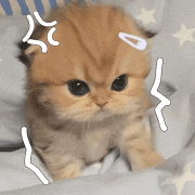 a small kitten is laying on a bed with stars on it 's blankets .