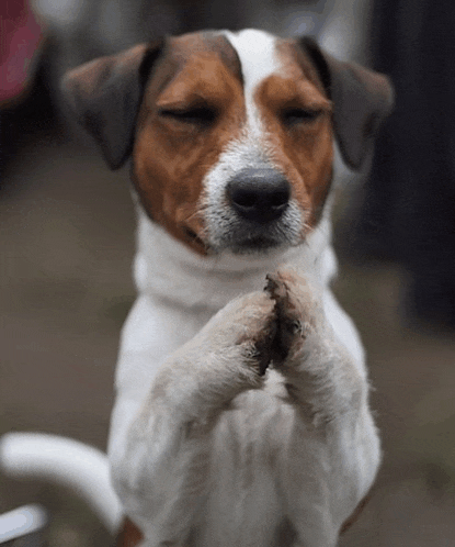 a brown and white dog with its eyes closed and its paws folded