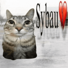 a picture of a cat with the word sybau written on it