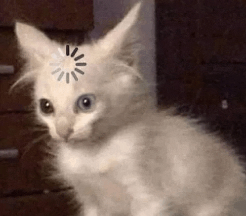 a white cat with a loading bar on its head is sitting next to a dresser .