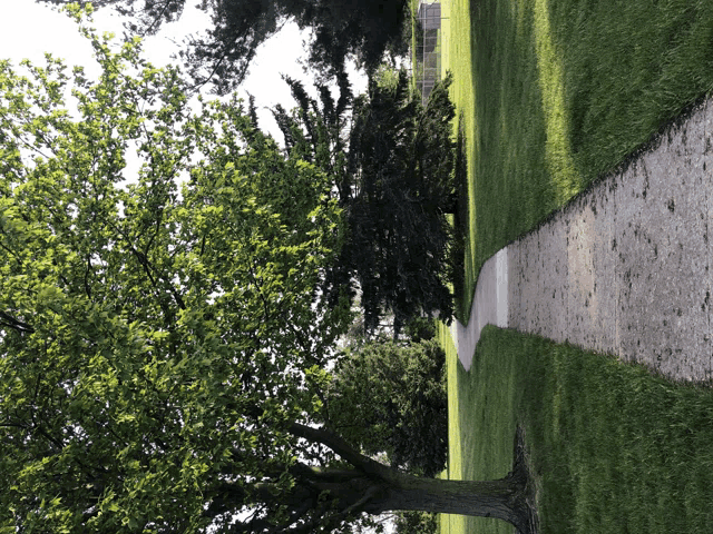 a tree in the middle of a grassy field