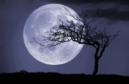 a tree is silhouetted against a full moon at night