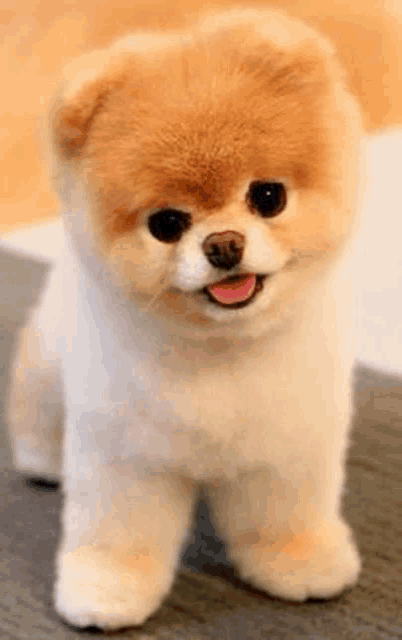 a small brown and white dog is standing on the floor with its tongue out .