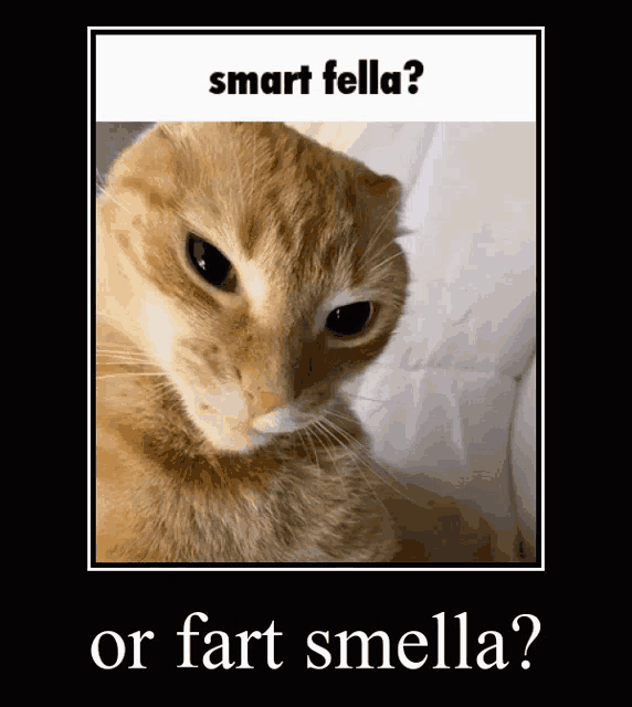 a picture of a cat with the words smart fella or fart smella below it