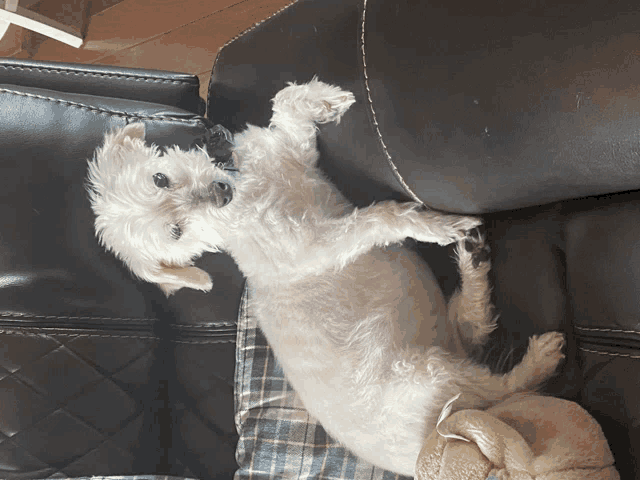 a small white dog is laying on its back on a black couch