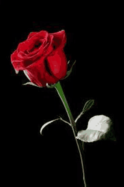 a single red rose with a green stem and white petals on a black background .