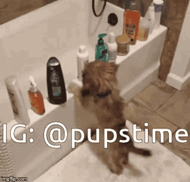 a dog standing on its hind legs in front of a bathtub with bottles of shampoo on the side