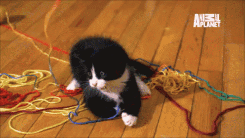 a black and white cat is playing with yarn on a wooden floor with an animal planet logo in the background