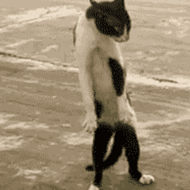 a black and white cat is standing on its hind legs on a sidewalk