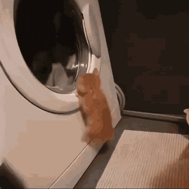 a kitten climbs into a washing machine door