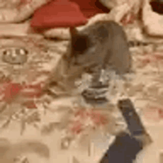 a cat is sitting on top of a table next to a knife .