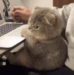 a cat is sitting on a desk next to a person using a laptop .