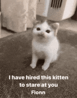 a black and white photo of a kitten sitting on a cardboard box with a caption .