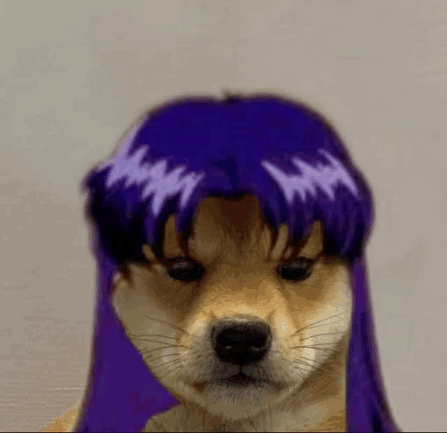 a close up of a dog with a purple wig on its head