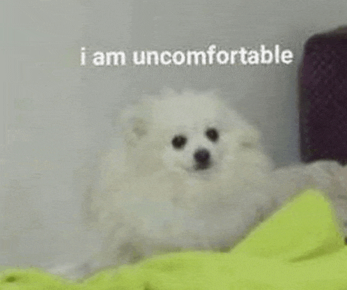 a white dog is laying on a bed with a green blanket .