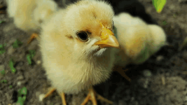 a small yellow chicken with a yellow beak looks at the camera