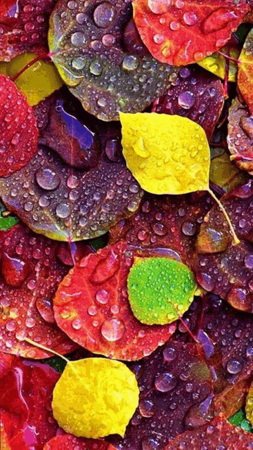 colorful leaves with water drops on them