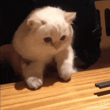 a white cat is standing on a wooden table next to a person .
