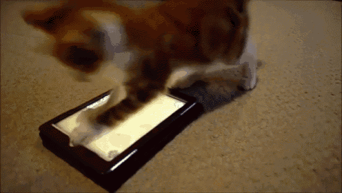 a cat is playing with a box that has a sticker on it that says ' nintendo '