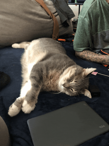 a cat laying on a bed next to a tcl laptop