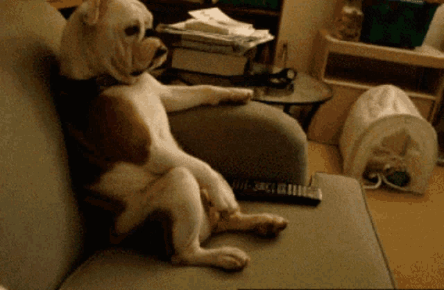 a dog is sitting on a couch with a remote in front of it