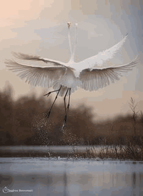 a large white bird is flying over a body of water with its wings spread .