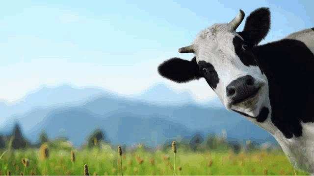 a black and white cow standing in a grassy field with mountains in the background