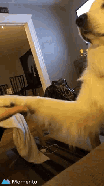 a dog 's paw is on a person 's lap and the word momento is on the bottom