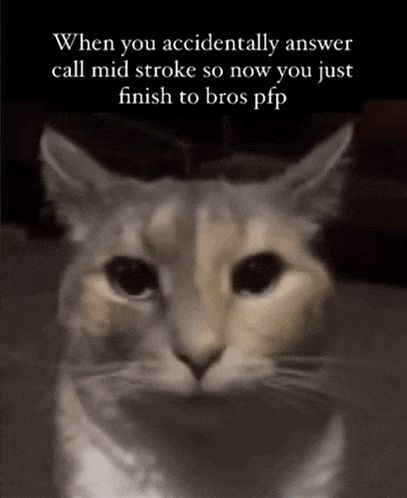 a cat with a caption that says " when you accidentally answer call mid stroke so now you just finish to bros pp "