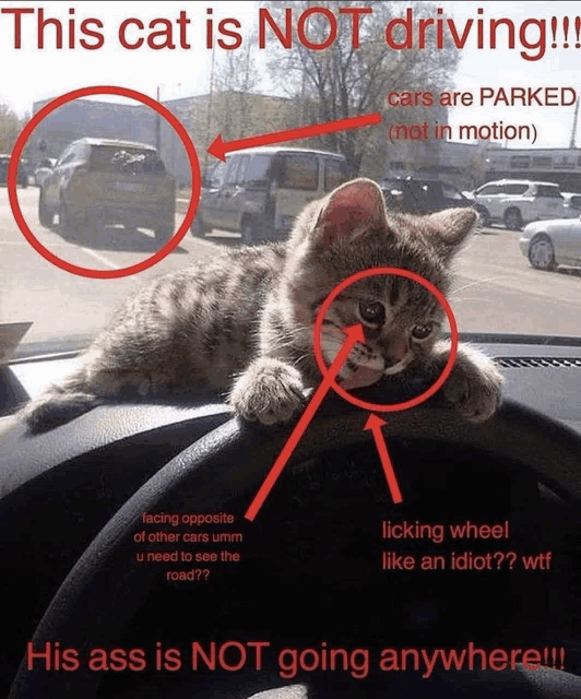 a cat is sitting on the steering wheel of a car with a caption that says " this cat is not driving "