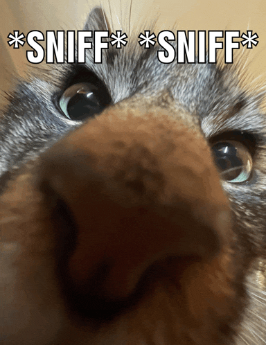 a close up of a cat 's nose with the words sniff sniff below it