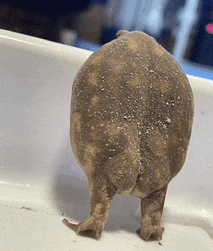 a close up of a frog 's butt sitting on a white surface .