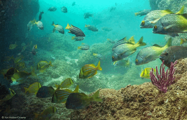 a bunch of fish are swimming in the ocean and the photo was taken by yun hokkien oceane