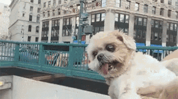 a small brown and white dog is sitting on a bridge in front of a building that says duane st.