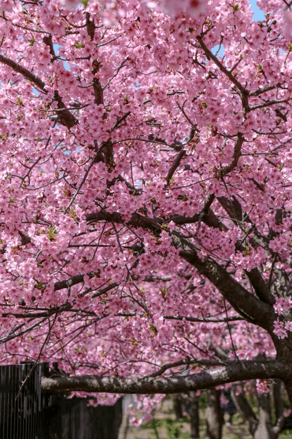 a cherry blossom tree with lots of pink flowers on it