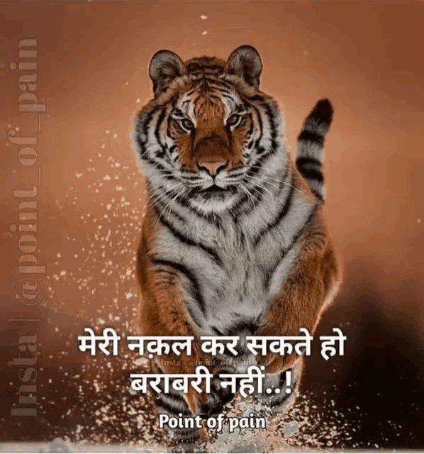 a picture of a tiger with the words point of pain on the bottom