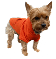 a small brown dog wearing an orange shirt and collar