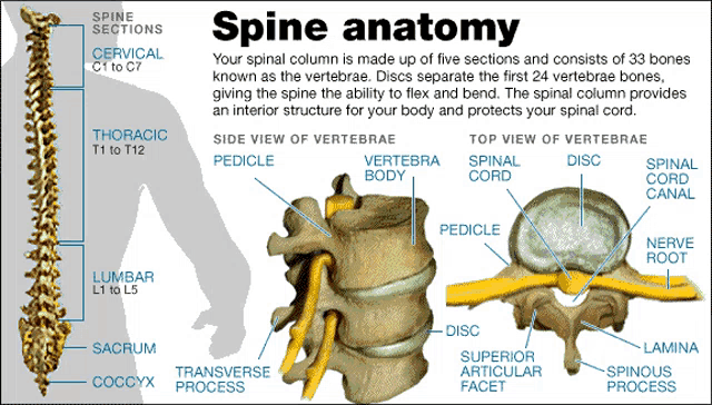 a diagram of the spine anatomy shows the various sections of the spine