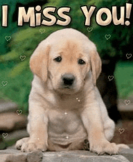 a puppy is sitting on a rock with the words `` i miss you '' .