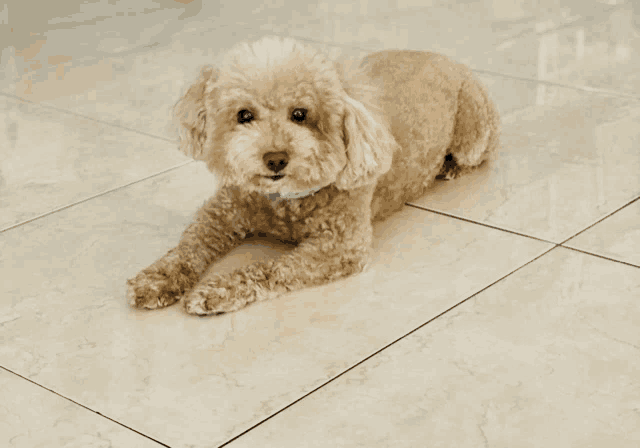 a small brown dog is laying on a tile floor