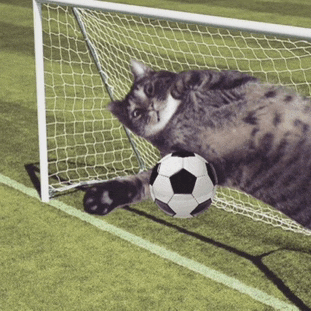 a cat is trying to catch a soccer ball in the goal