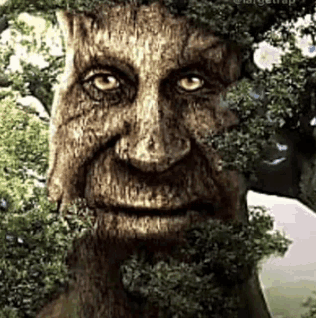 a close up of a tree shaped like a man 's face surrounded by trees .