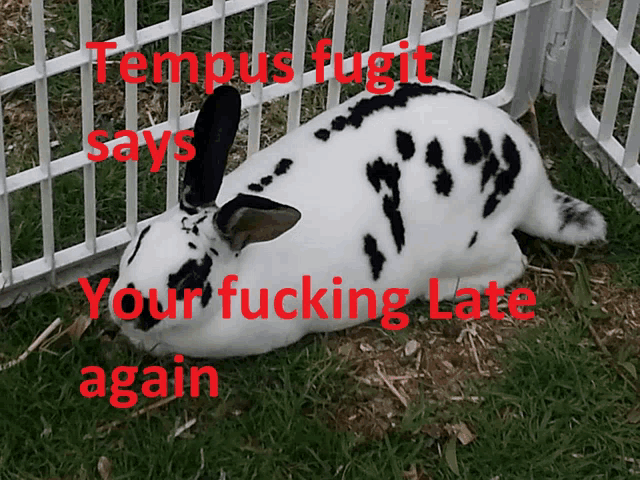 a black and white rabbit laying in the grass with the words tempus fugit says your fucking late again